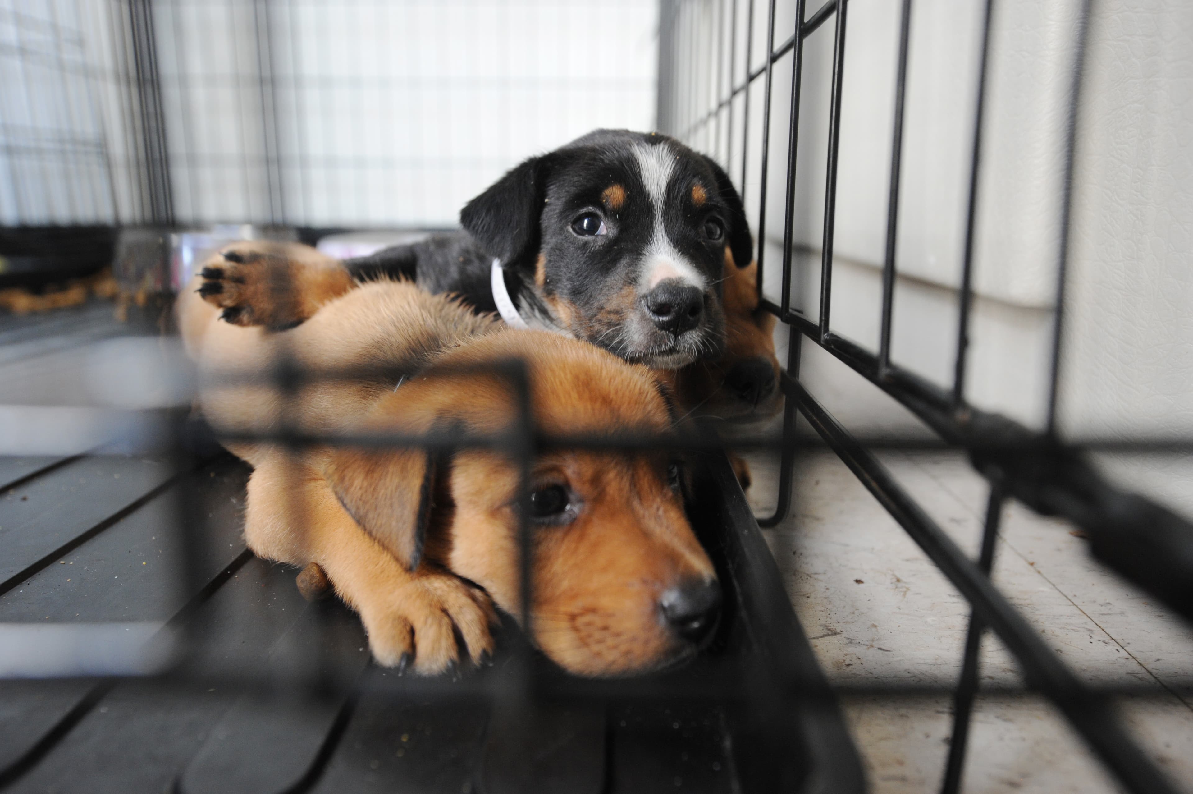 Two puppies rest inside a wire kennel at an animal shelter