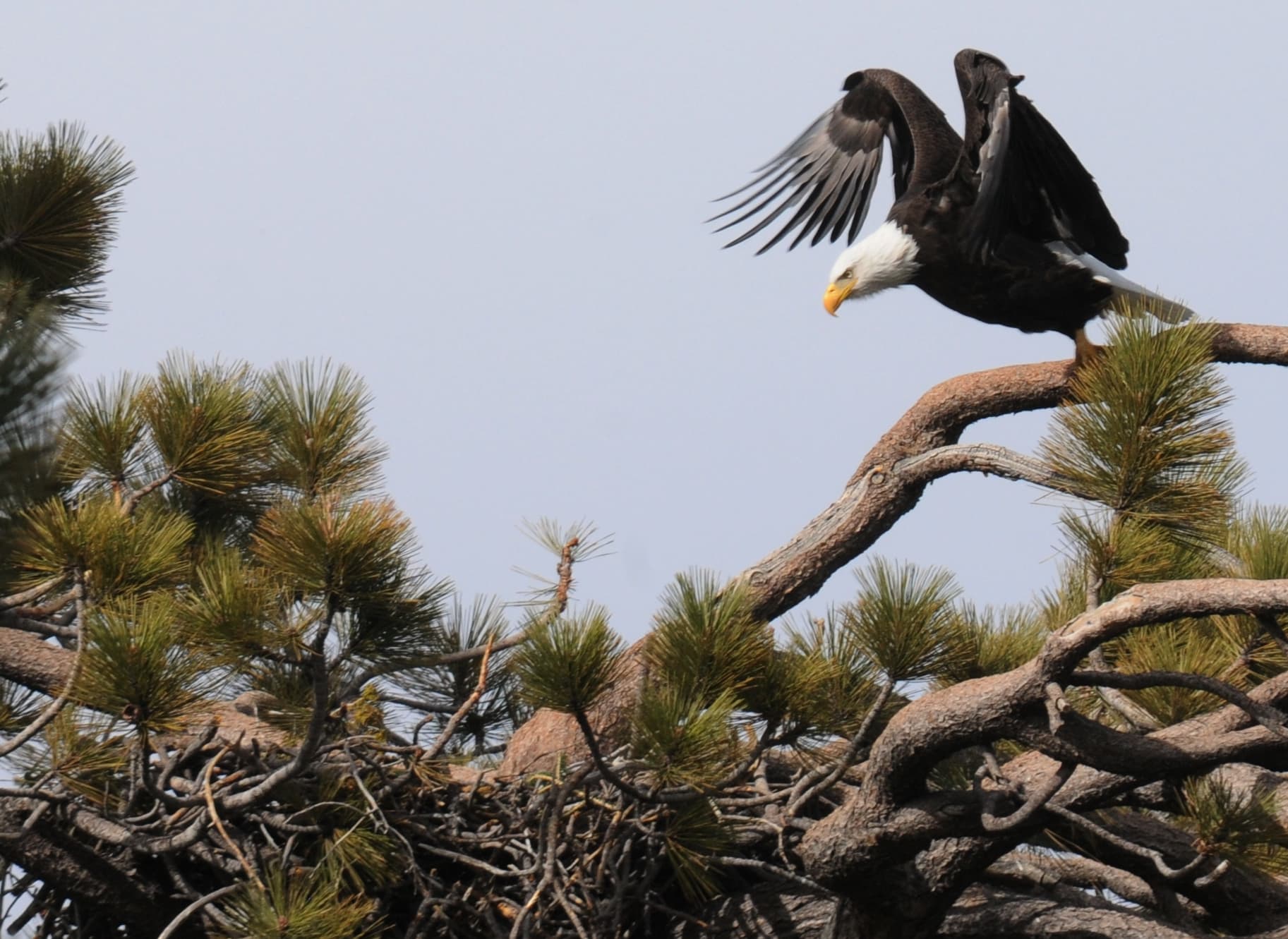 A bald eagle lands at a nest in the Big Bear Lake area of the San Bernardino National Forest, March 3, 2016 (U.S. Forest Service file photo; the eagle is not identified)