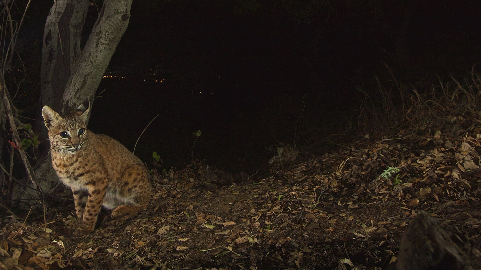 A bobcat photographed by a National Park Service motion-triggered camera in Griffith Park, Los Angeles, in 2015 (file photo)