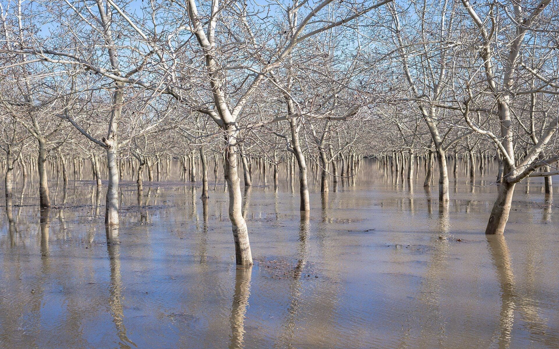 A walnut orchard standing in floodwater in Butte County, California, after the January 2023 storms