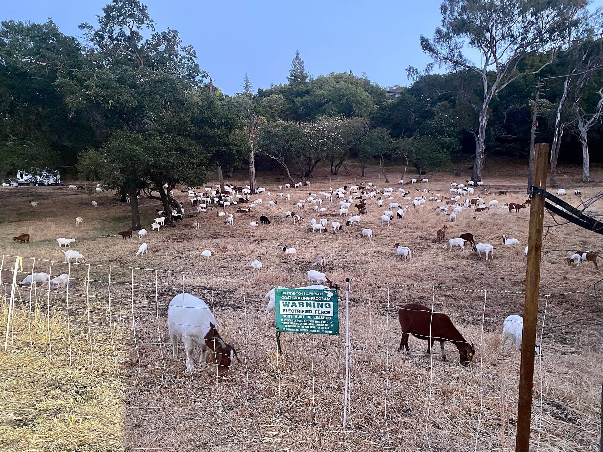 Goats graze dry grass inside electric fencing for fire prevention at Sharon Heights in Menlo Park, May 16, 2021 (file photo; not the Star Valley Park herd)
