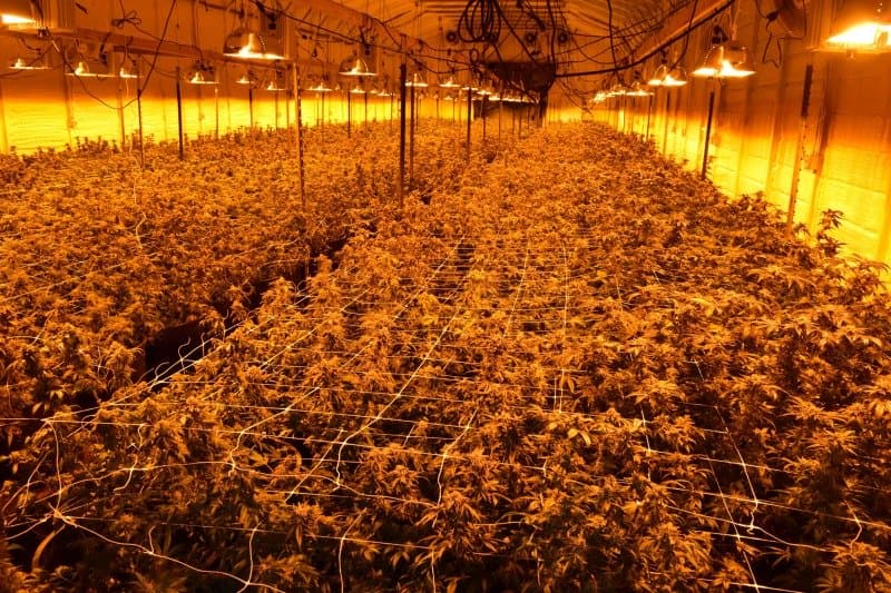 Cannabis plants under grow lights at an illegal indoor grow raided by the Humboldt County Sheriff's Office Marijuana Enforcement Team, May 26, 2020 (sheriff's office file photo; not one of the 2026 operations)