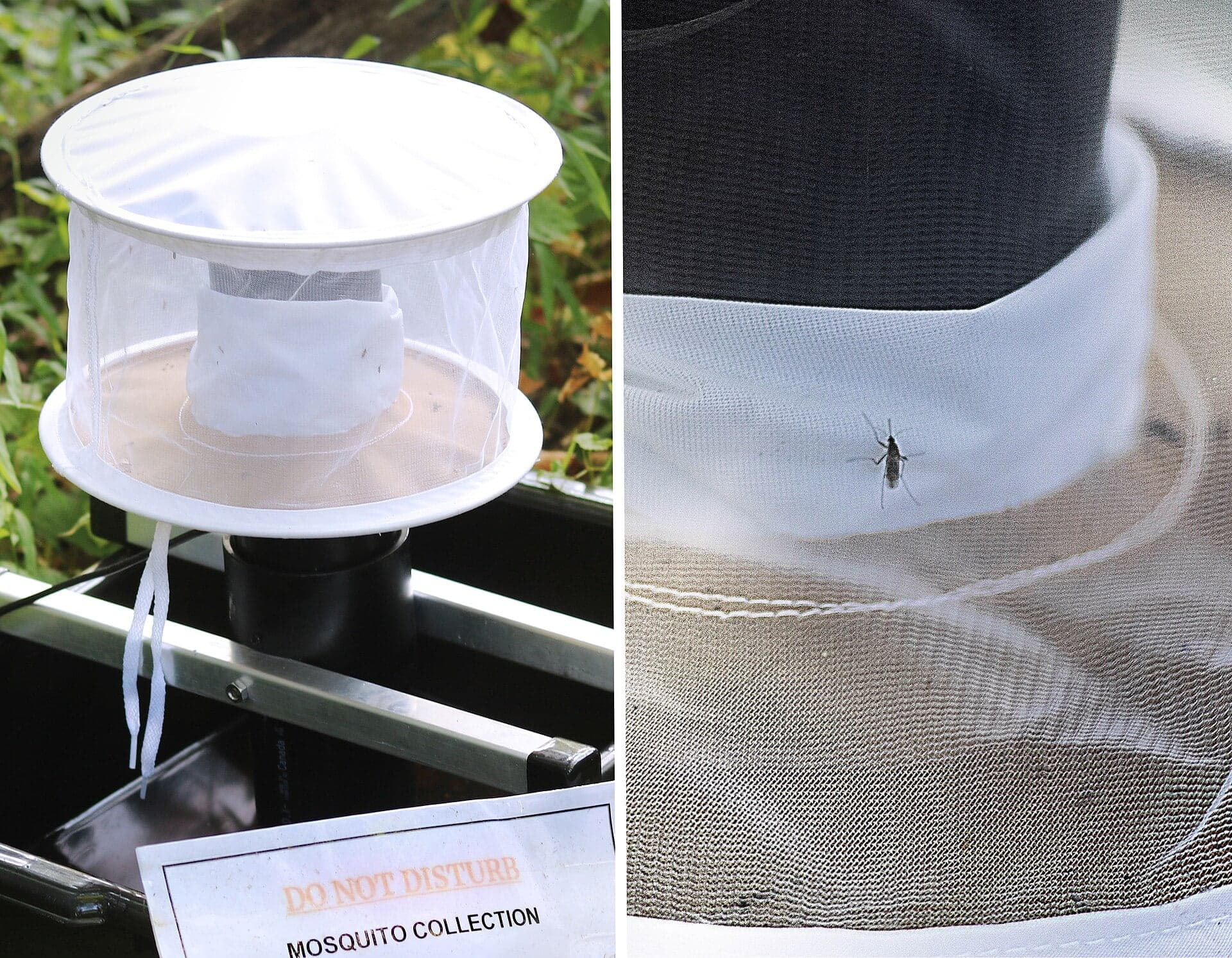 A mosquito surveillance trap set in the field, beside a close-up of a captured Culex mosquito